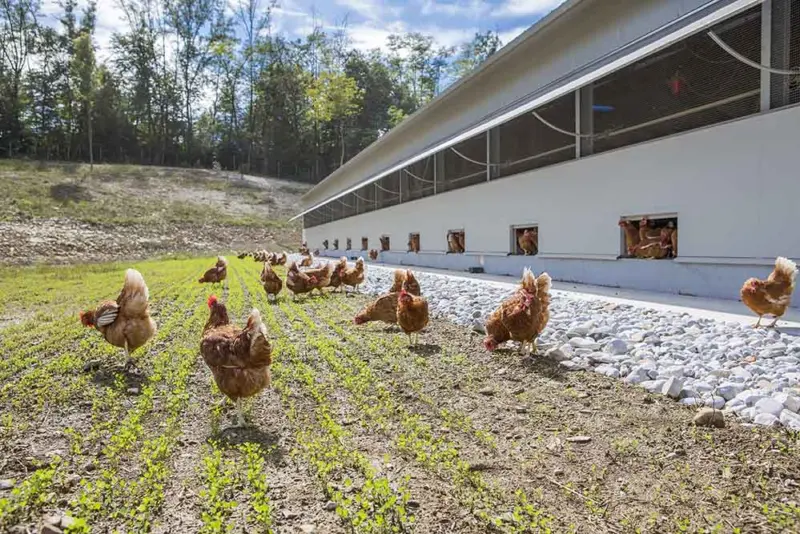 Poultry-equipment-manufacturer-Modern-free-range-poultry-systems-11