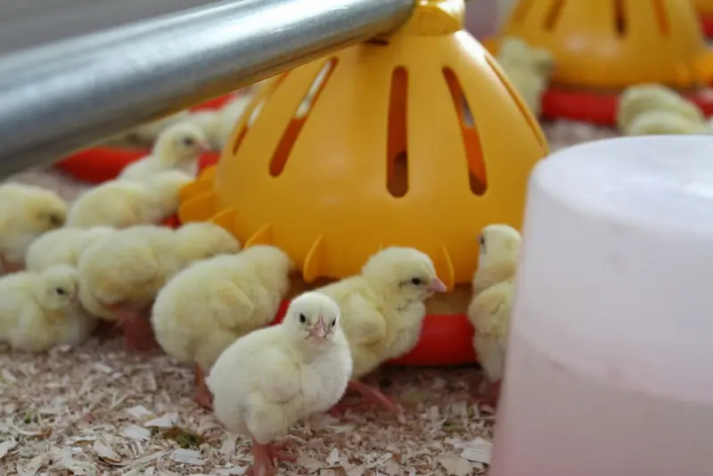 Poultry-equipment-manufacturer-Modern-free-range-poultry-systems-16